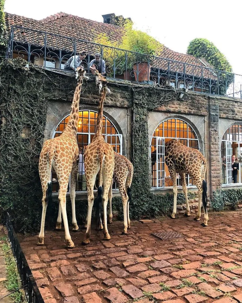 Giraffe Centre